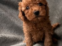 Toy Poodle Red brown bebekler