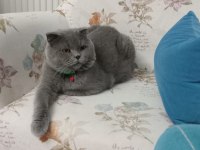Scottish fold erkek sahiplendirme ilanı