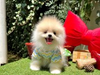 Safkan pomeranian bebekler