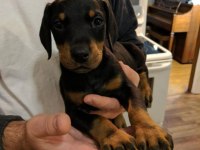 FCİ KAYITLI DOBERMAN YAVRULARIMIZ