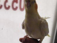 Dişi erkek mevcut sultan papağanı