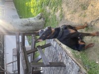 Eğitimli oğlum mars doberman 9.5 aylık