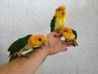 Dünya Güzeli Caique Bebeklerim