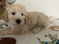 Anne altından poodle yavrular