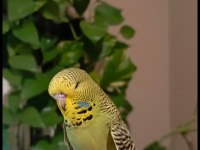 Yavru muhabbet kuşu show jumbo