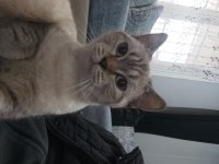Ücretsiz sahiplendirme scottish fold kedimiz