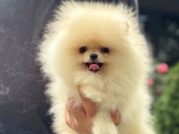 Pomeranian Boo 