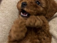 toy poodle 0 numara kore kan