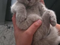 Minik kediler