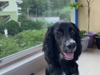 İngiliz cocker ispanyol sahiplendirme