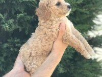 POODLE AYARINDA HARİKA MALTİPOO YAVRULARI