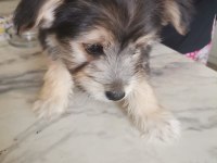 Terrier oyun köpeği