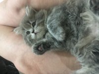British longhair yavrular