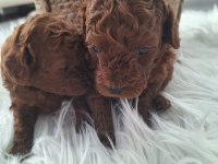 Poodle bebekler