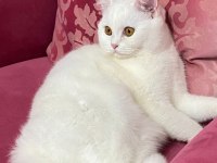 British shorthair pamuk yeni sahibini arıyor