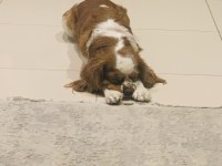 Eş arıyoruz yakışıklı cavalier king charles oğluma