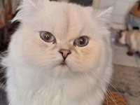 British Longhair Bebek Yavrular