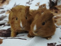 Guinea Pigler