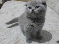 Scottish Fold 1 Nisan doğumlu