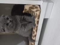 British shorthair yavru kedimiz