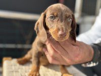 Petmode köpek çiftliğinde ziyarete açık dachshund