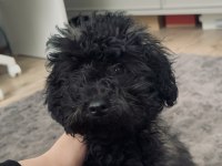 BANDIRMA 4 AYLIK SİYAH DİŞİ POODLE