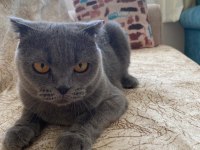 1 kez annelik yapmış scottish fold yavru sahiplendirilecek