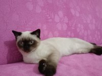 Erkek bakımlı british blue longhair