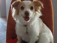Sevimli terrier kırması kızıma yuva arıyorum