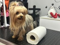 Şecereli akıllı bir kız yorkshire terrier