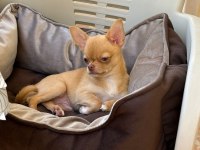 Üst Kaliteli Erkek Chihuahua