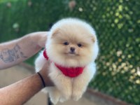 Pomeranian Yavrular 2 Aylık