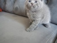 British shorthair erkek yavru