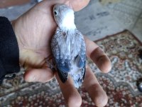 Ele alıştırmalık cennet bebekler