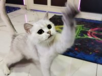 British Shorthair & Ns 11 Silver (1.5 Yaşında Prensesler)