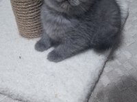 Scottish fold detaylı bilgi için mesaj atın