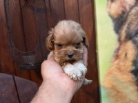 Teacup kore maltipoo yavrular