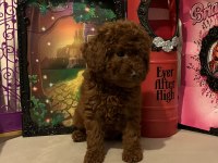 toy poodle kore kanı ırk garantili