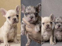 Exotic micro french bulldog yavruları
