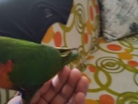 Lori papağanı 3 aylık