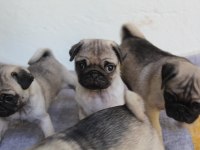 PUG YAVRULARI YENİ EVLERİNE GİTMEYE HAZIRLAR