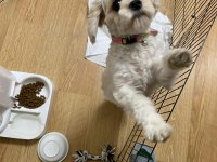 Sevgi dolu maltipoo prenses