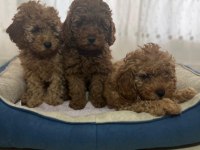 Toy poodle Bebeklerimiz 67 günlük