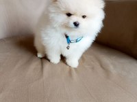 Uysal sevimli oyuncu pomeranian