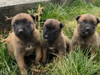 Belçika malinois yavrularımız sağlık ve ırk garantili
