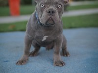 Lilac Erkek French Bulldog