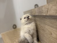 SCOTTISH FOLD BLUE POİNT YAVRULARIM 