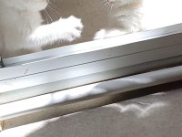 Dünya güzeli scottish fold bunlar