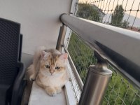 SAFKAN BRİTİSH SHORTHAİR GOLDEN 6 AYLIK ERKEK