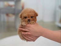 ENERJİ DEPOSU MALTİPOO YAVRUMUZ